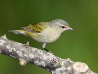 A2Z7259c  Tennessee Warbler (Oreothlypis peregrina)